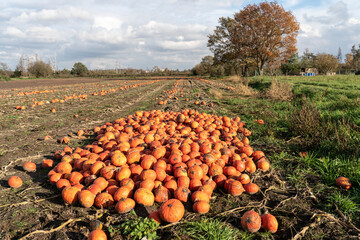 pumpkin patch in autumn