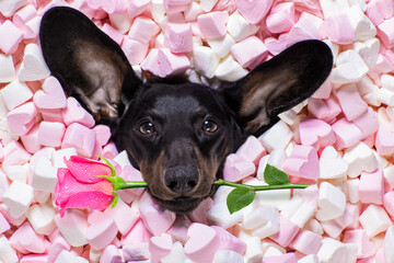 Canvas Print - happy valentines dog in bed of marshmallows