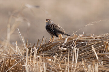 White-Crowned Sparrow in a Winter Field