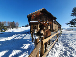 Closeup shot of two donkeys behind the fences near a barn in a snowy field