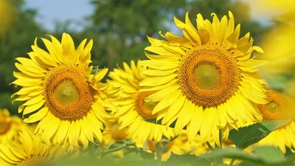 Wall Mural - Blooming sunflowers on natural background