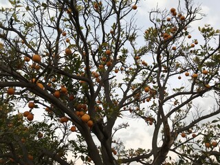 orange tree