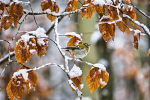 Selective Focus Shot Of A Cute Little Bird On The Tree Branch Covered With Snow