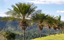 Line Of Small Palm Trees On Hill In Pampanga, Philippines
