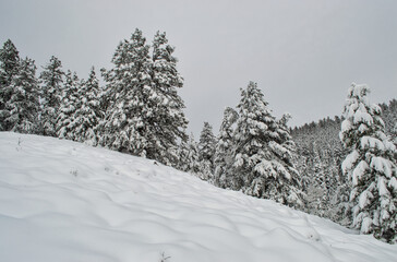 Sticker - Beautiful shot of the snow-covered forest on a winter day