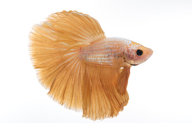 halfmoon betta fish, siamese fighting fish, betta splendens
