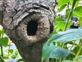 Large burrows in older trees that may spontaneously occur or have been penetrated by squirrels or birds. This hollow tree may prevent the tree from growing. Care should be taken before the tree dies.
