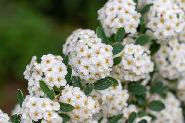 Wall Mural - White flowering shrub background.