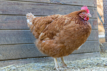 Canvas Print - Fatty chicken with orange feathers and red head and a wooden wall in the background