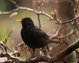 Canvas Print - Closeup shot of an adorable blackbird standing on a tree branch on the blurred background