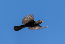 Low Angle View Of Blackbird Flying Against Clear Blue Sky