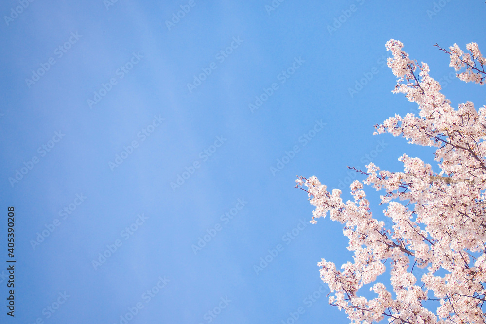 Low Angle View Of Cherry Blossom Against Clear Blue Sky - obrazy, fototapety, plakaty 