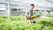© Lucky7Trader - Farmer man harvests a vegetable organic salad, lettuce from a hydroponic farm
