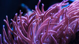 pink anemone