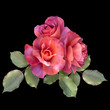 Red roses  isolated on black background. Floral arrangement, bouquet of garden flowers. Can be used for invitations, greeting, wedding card.