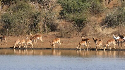 Wall Mural - Impala antelopes (Aepyceros melampus) drinking water, Kruger National Park, South Africa