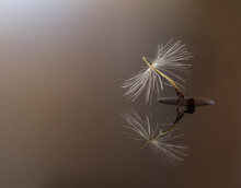 Close-up Of Dandelion Against White Background