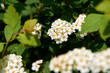 © Leonid _Maliarevskyi - Close up of large branch with delicate white flowers of Spiraea nipponica Snowmound