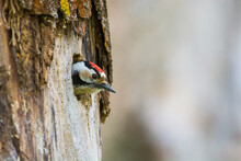 Kleine Bonte Specht, Lesser Spotted Woodpecker, Dendrocopos Minor