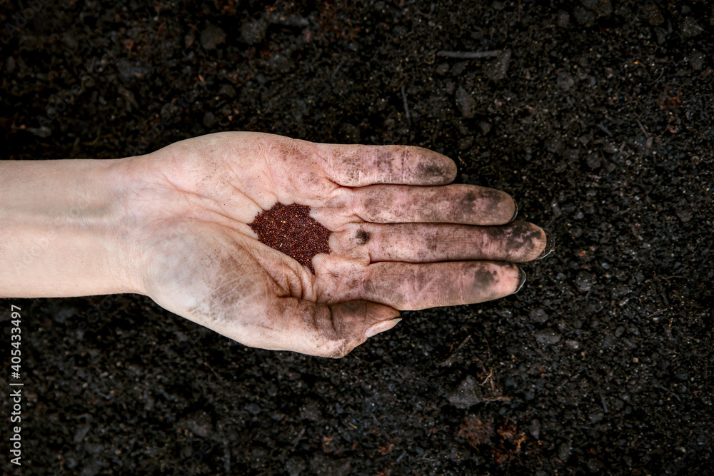 woman is holding and planting some oregano seed in a plant pot - obrazy, fototapety, plakaty 