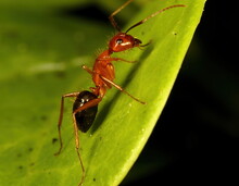 Macro Photo Of Florida Carpenter Ant On A Green Leaf. Camponotus Floridanus.