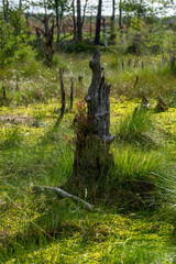 Sticker - Vertical shot of rotten tree trunk with moss and grass on moorland