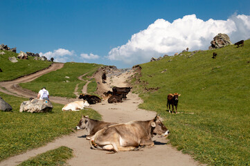 cows in the mountains