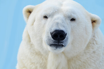 Wall Mural - polar bear portrait