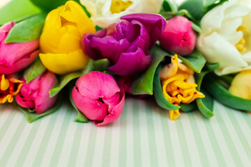  many colorful tulips buds close up, space for text, spring flowers template for a greeting card