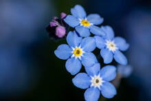 Selective Focus Shot Of Exotic Flowers With Beautiful Blue Petals