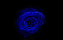 Blue Rose On Black Background