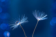 Closeup Shot Of Dandelion Seeds With Water Droplets On A Blue Background