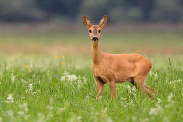 Wall Mural - roe deer, capreolus capreolus, doe looking to the camera on grass in summer. female mammal standing 