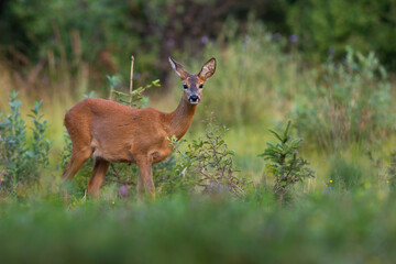 Wall Mural - roe deer, capreolus capreolus, looking to the camera near green bush in summer nature. wild doe stan