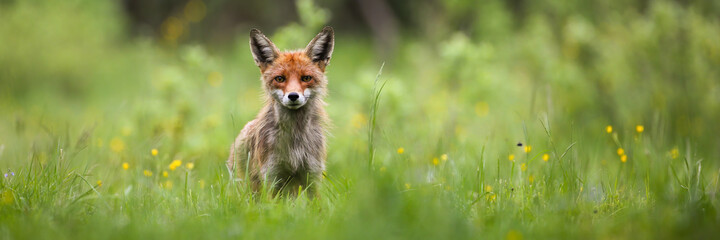 Wall Mural - red fox, vulpes vulpes, looking into camera on a green meadow in summer nature with copy space. wild