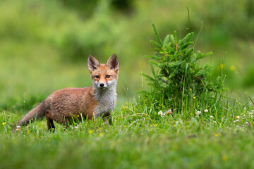 Wall Mural - juvenille red fox, vulpes vulpes, standing on meadow in spring nature. baby orange mammal looking on