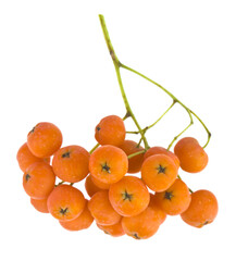 Canvas Print - Rowan berries isolated on a white background close-up.