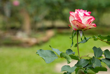 Poster - single rose flower in a garden