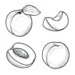 Apricot vector drawing set. Fruits drawings isolated on a white background.
