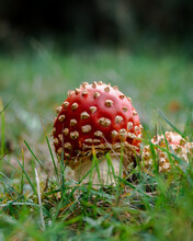 Red Wild Mushroom With Yellow Spikes 