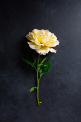 Wall Mural - Beautiful yellow rose flower on black background. Close-up.