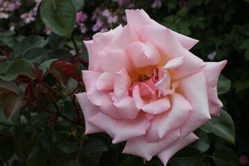 Close up of beautiful romantic pink rose the flower head in full bloom with perfect curve petals for Valentines day growth in organic English country garden on bush with green lush leaves in rich soil