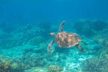 Wall Mural - Sea turtle in blue water. Green turtle underwater photo. Wild marine animal in natural environment. Endangered species of coral reef. Tropical seashore wildlife. Snorkeling with sea turtle.