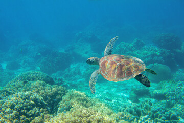  Sea turtle in blue water, underwater coral reef photo. Cute sea turtle in blue water of tropical sea. Green turtle underwater photo. Wild marine animal in natural environment.