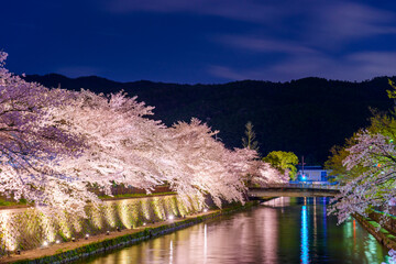 Fototapete - Kyoto, Japan on the Okazaki Canal during the spring cherry blossom season