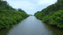 A River Flowing Through A Mangrove And Surrounded By Mangrove Trees And The Inhabiting Herons Flying Away From The Camera