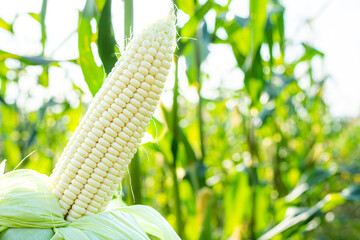 Fresh white corn pods organic on tree are in garden. Concept of agronomy for consumption and raising animals. with copy space