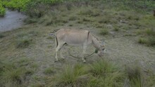 Circling Around A Grey Colored Donkey That Is Grazing In An Area With Barely Any Grass And Loads Of Thrash