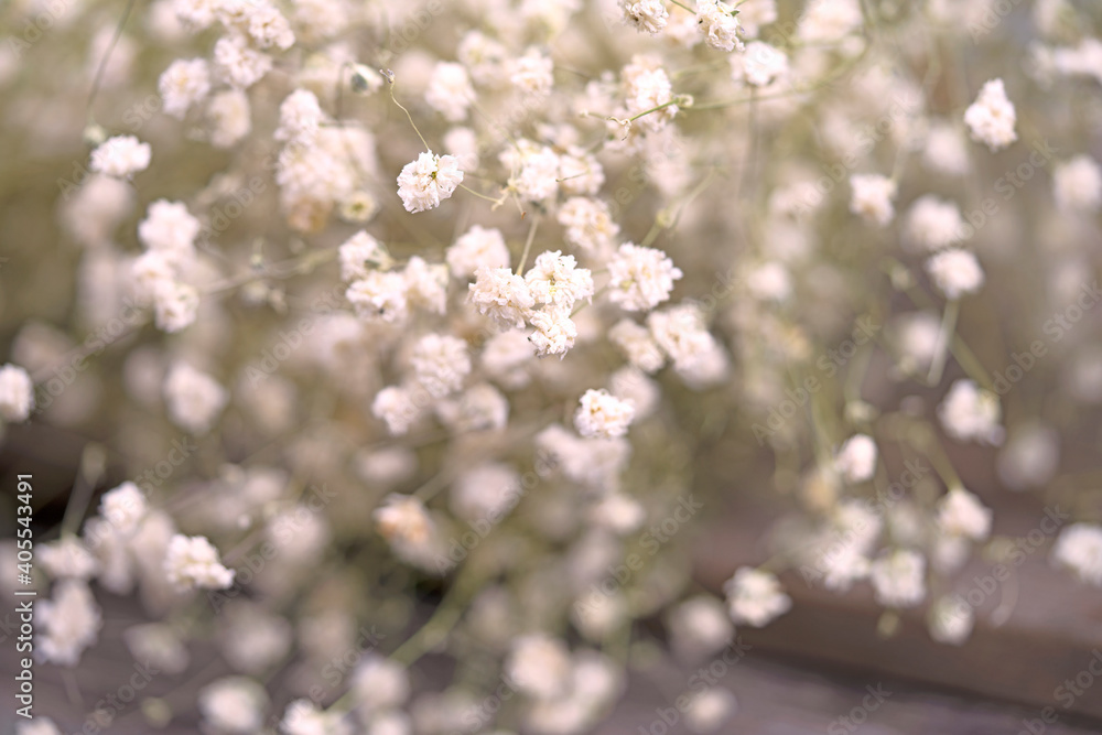White Flowers Growing Outdoors - obrazy, fototapety, plakaty 