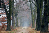 Fototapeta  - Foggy way in forest. Tree alley in Poland